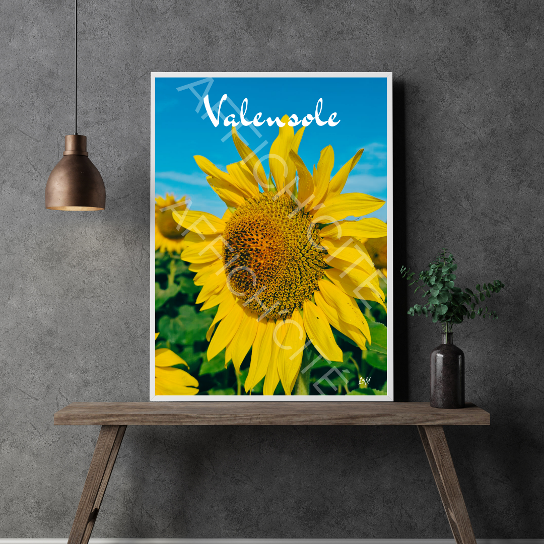Valensole Tournesol