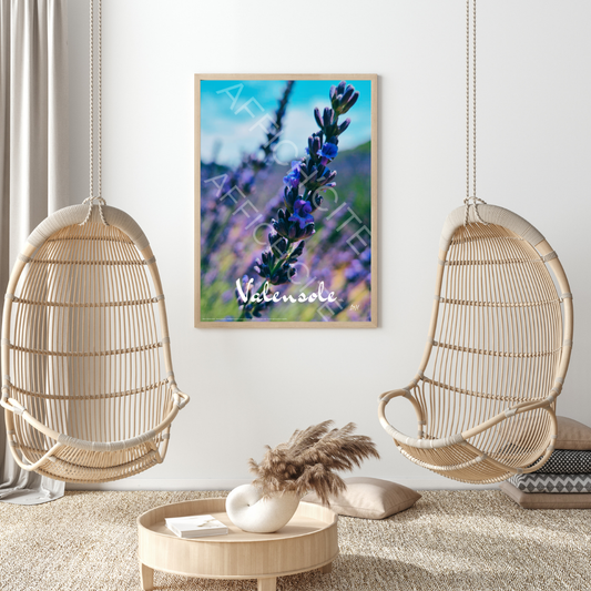 Valensole Lavande