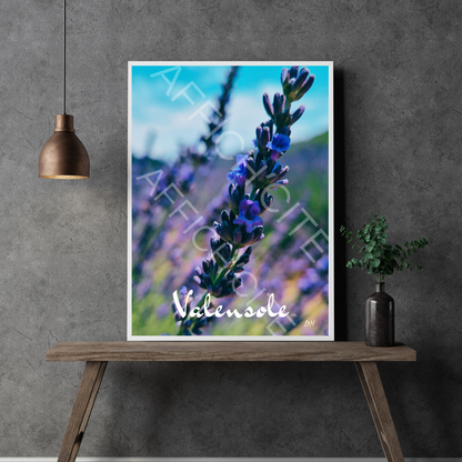 Valensole Lavande