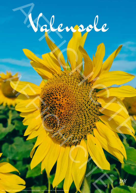 Valensole Tournesol