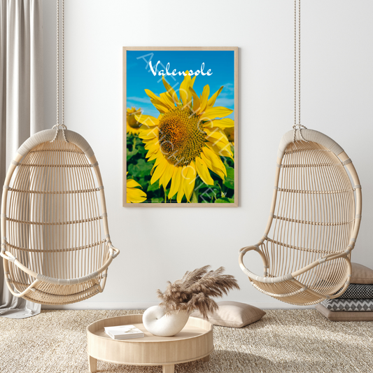 Valensole Tournesol